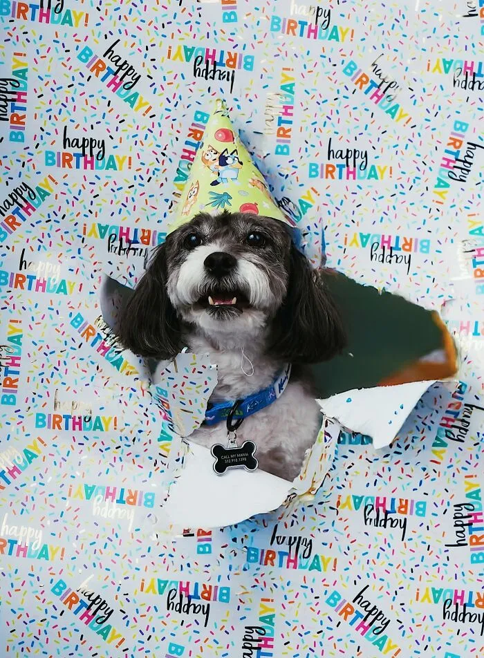 Bluey Themed Birthday Party For Watson, Mercy Is A Valentine’s Day Baby, Photo Shoots, A Bluey Themed Bedroom, Baked Salmon, Veggies And Yogurt On Weekends 🐾🤍🐾