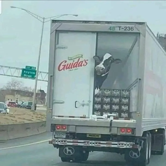 Funny optical illusion artwork of a cow peaking out of a delivery truck, turn vehicles into moving jokes.