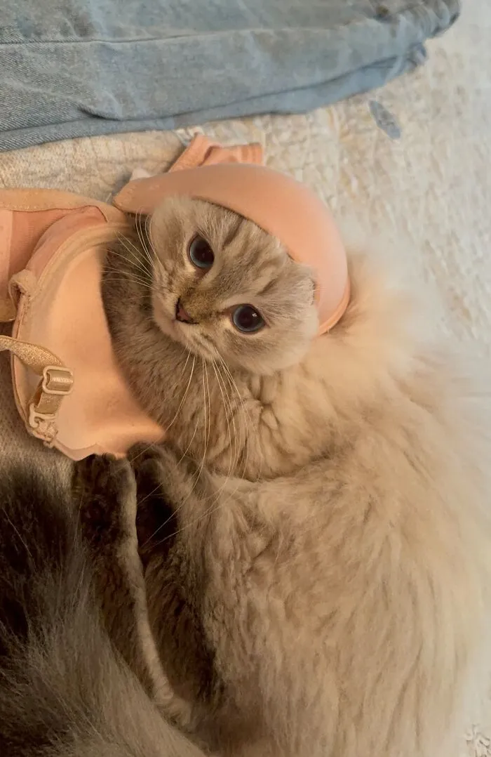 A fluffy cat wearing a bra cup on its head as part of weird pet poses