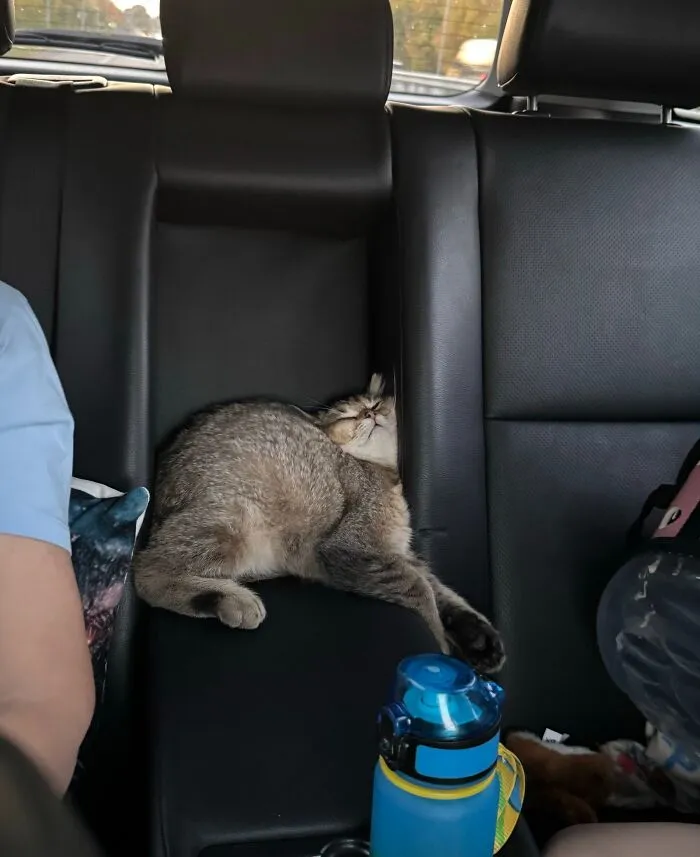 A sleeping cat crammed between car seats demonstrating weird pet poses