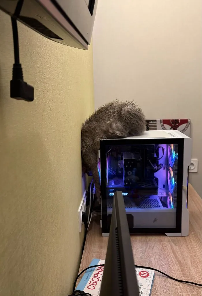A tabby cat squeezed upside down behind a computer tower display, exemplifying weird pet poses.