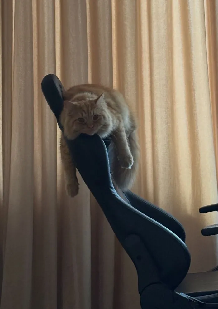 Fluffy orange cat draped clumsily over the top of an office chair showcasing weird pet poses.