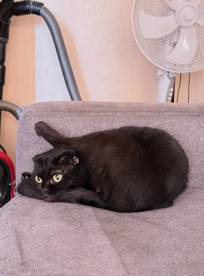 Black Scottish Fold cat lying contorted on a grey sofa displaying weird pet poses.