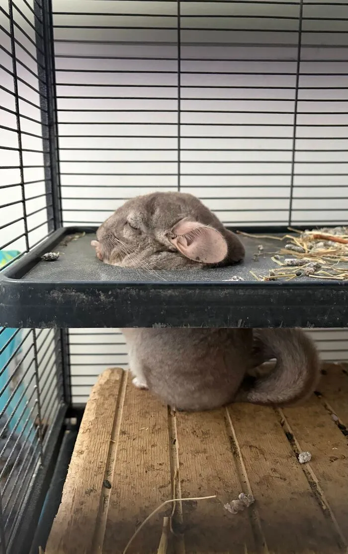 Small chinchilla sleeping in weird pet poses with head poking through wire cage floor