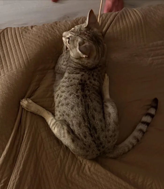 Spotted Bengal cat stretching backward on a brown bed, showing funny and weird pet poses.