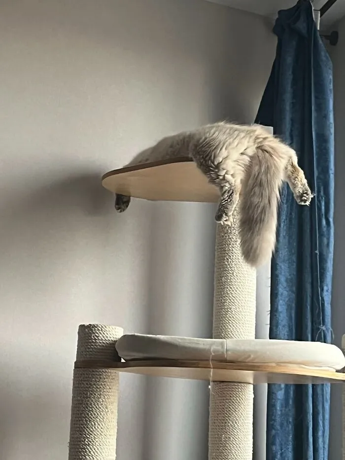 Fluffy cat sleeping upside down on top of a scratching post displaying weird pet poses.