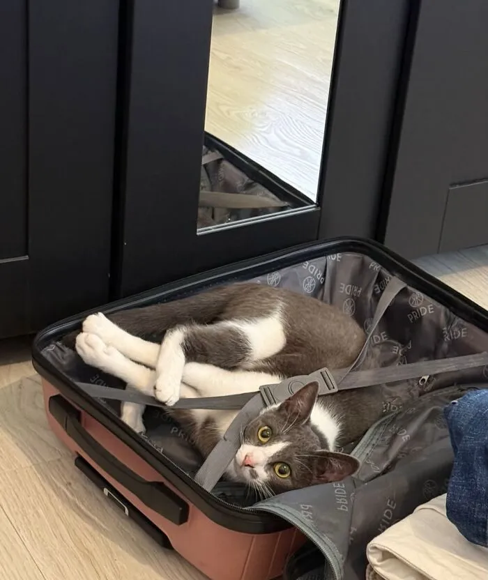 A grey and white cat contorted inside a open suitcase, illustrating weird pet poses.