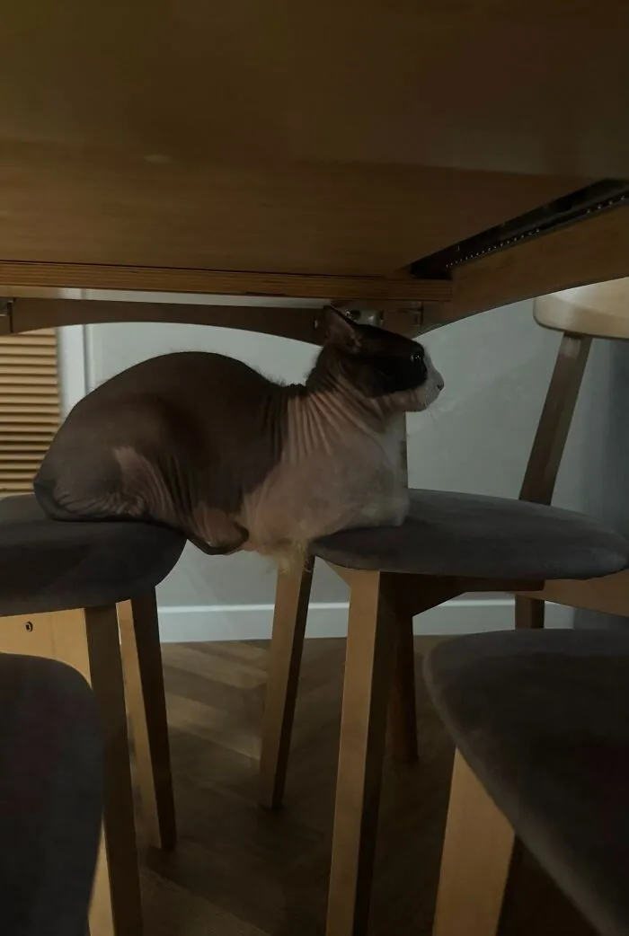 A hairless Sphynx cat bridging two chairs in one of the most weird pet poses.