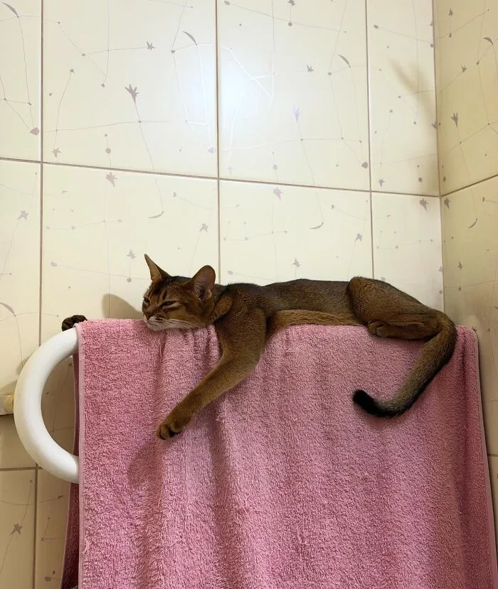 An Abyssinian cat demonstrating weird pet poses while lounging over a towel rack.