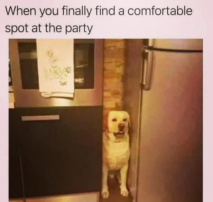 A funny dog meme showing a Labrador standing awkwardly in a tight space between a fridge and a counter.