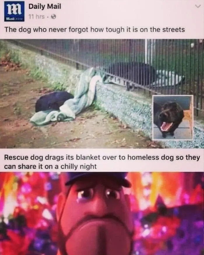A touching news story about a rescue dog sharing a blanket, featured in hilarious dog memes.