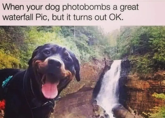Happy Rottweiler photobombing a waterfall photo in hilarious dog memes
