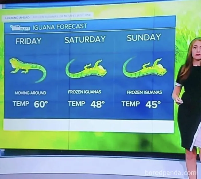 Funny post of a news weather graphic measuring temperature using frozen iguanas instead of the metric system.