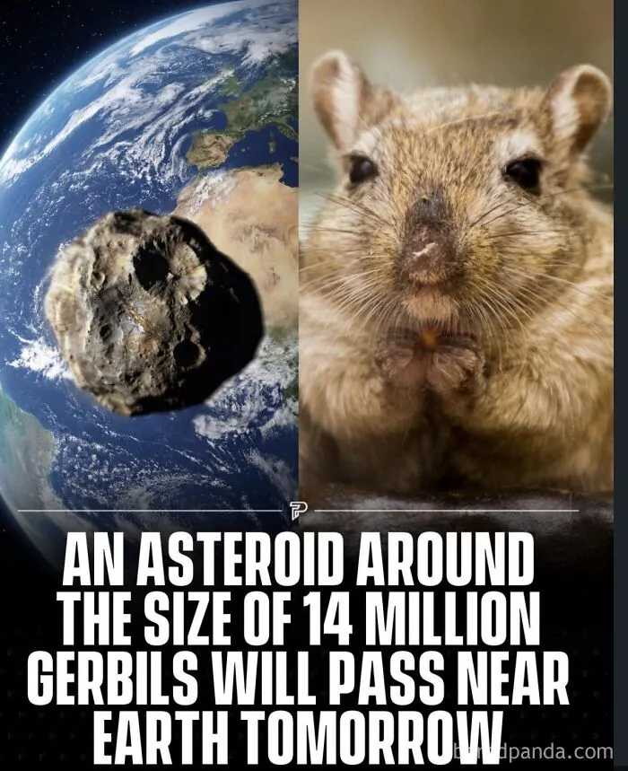 Split image of asteroid in space and gerbil comparing size avoiding metric system measurements.