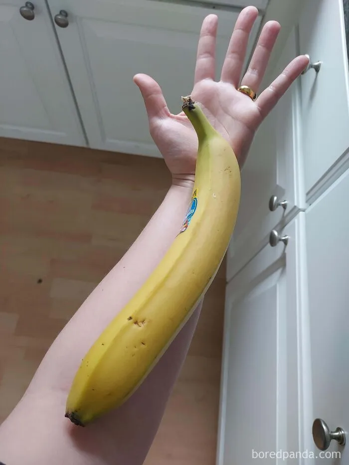 A huge banana compared against a human forearm showing odd metric system alternatives.