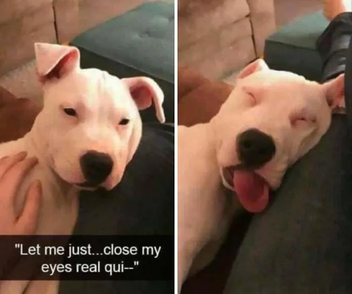 Side-by-side photo of a white dog instantly falling asleep on someone's lap, a heartwarming dog memes moment.
