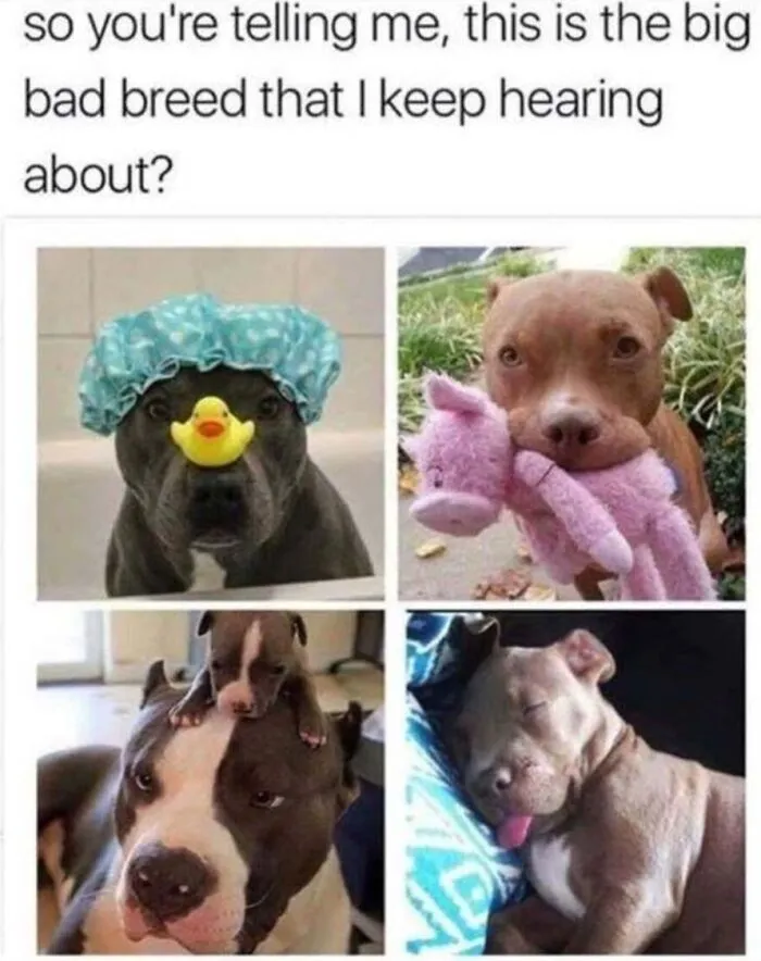 A four-image collage showing gentle pit bulls wearing bath caps and playing, featured in heartwarming dog memes.
