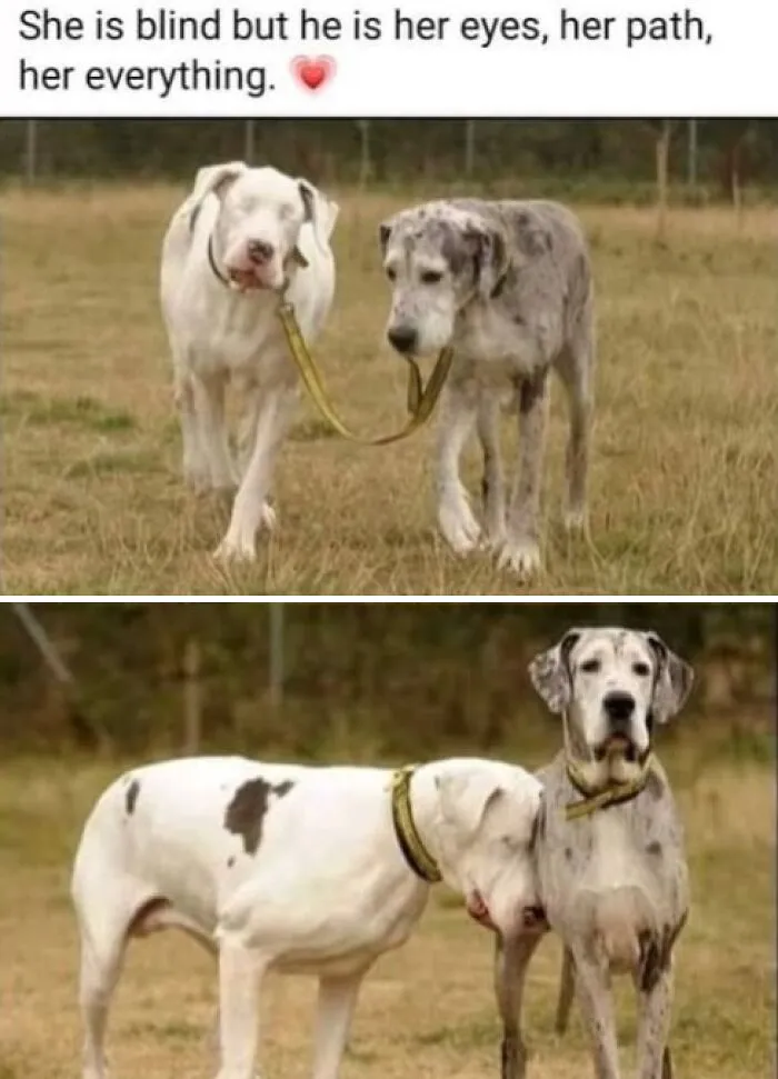 A blind dog guided by her companion in heartwarming dog memes about friendship.