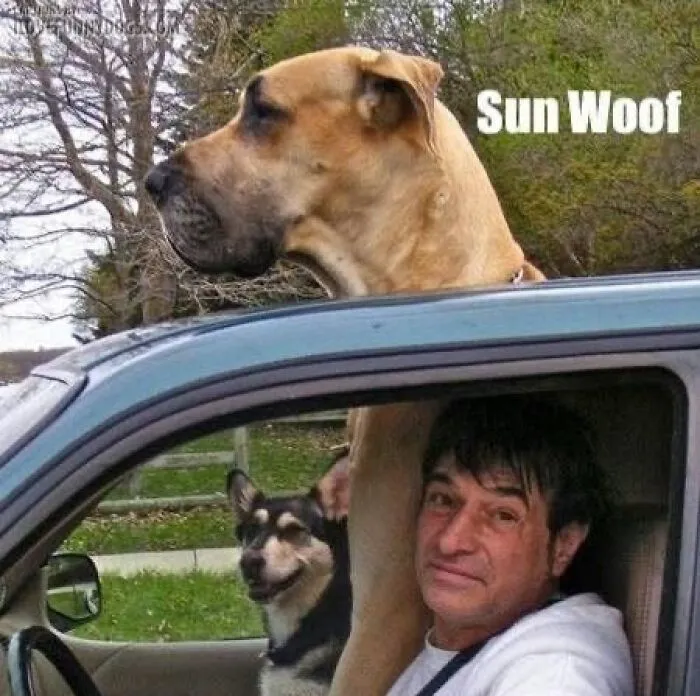 Large dog poking head through car sunroof, a funny picture typical of hilarious dog memes.