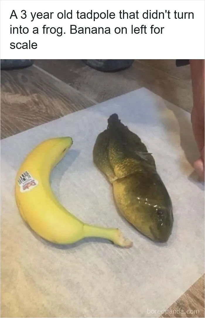 Funny post depicting Americans avoiding the metric system by using a banana to scale a large tadpole.
