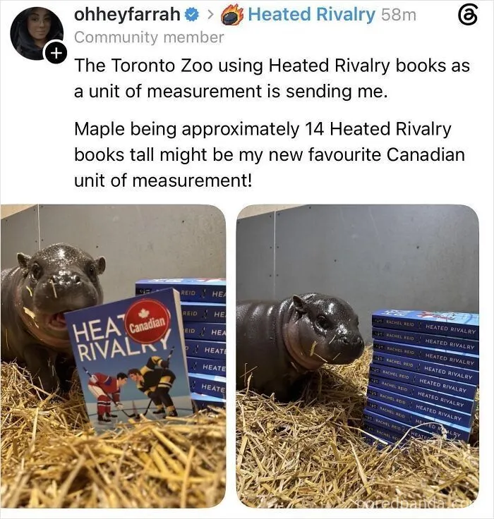 A baby hippo next to a stack of books, showing absurd metric system alternative measurements.