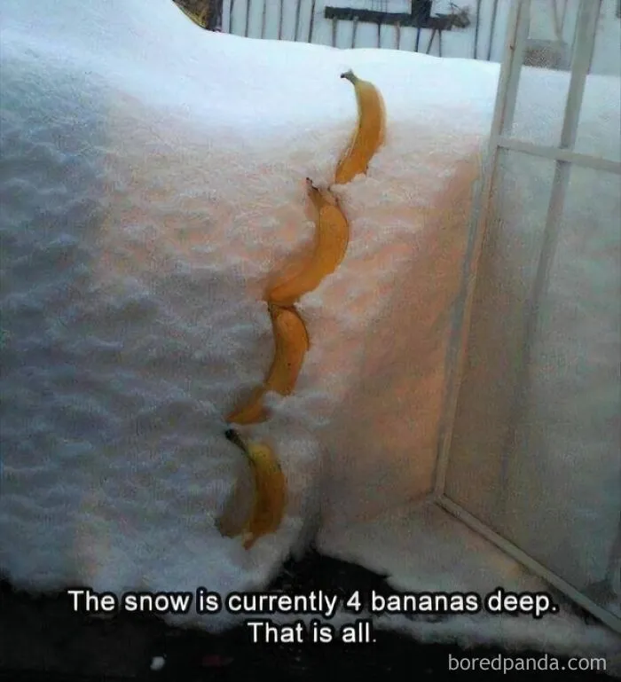 Four bananas lined up vertically in deep snow to measure depth instead of using the metric system