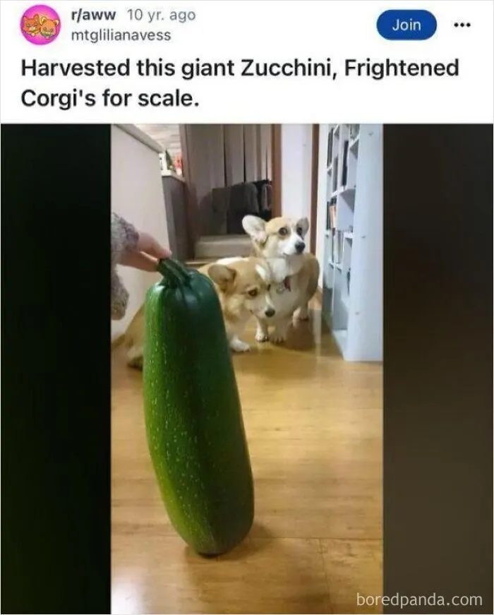Large zucchini on the floor with two Corgis for scale, a funny post showing non-metric system comparison methods.