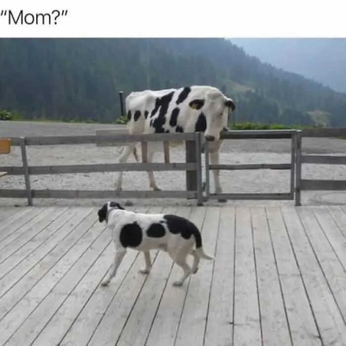 A spotted black and white dog looking at a matching cow in hilarious dog memes.