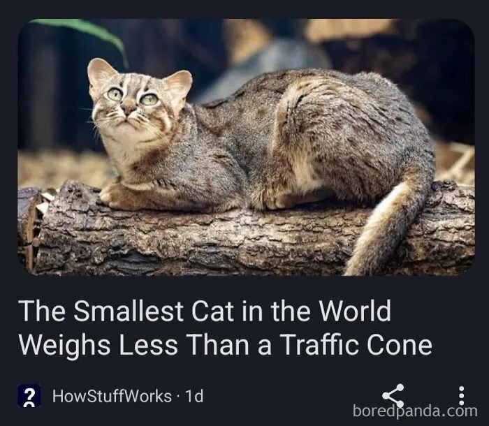 A small wild cat resting on a log, featuring text about non metric system weight comparisons.