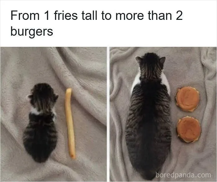 Cat size comparison using french fries and burgers instead of the metric system.