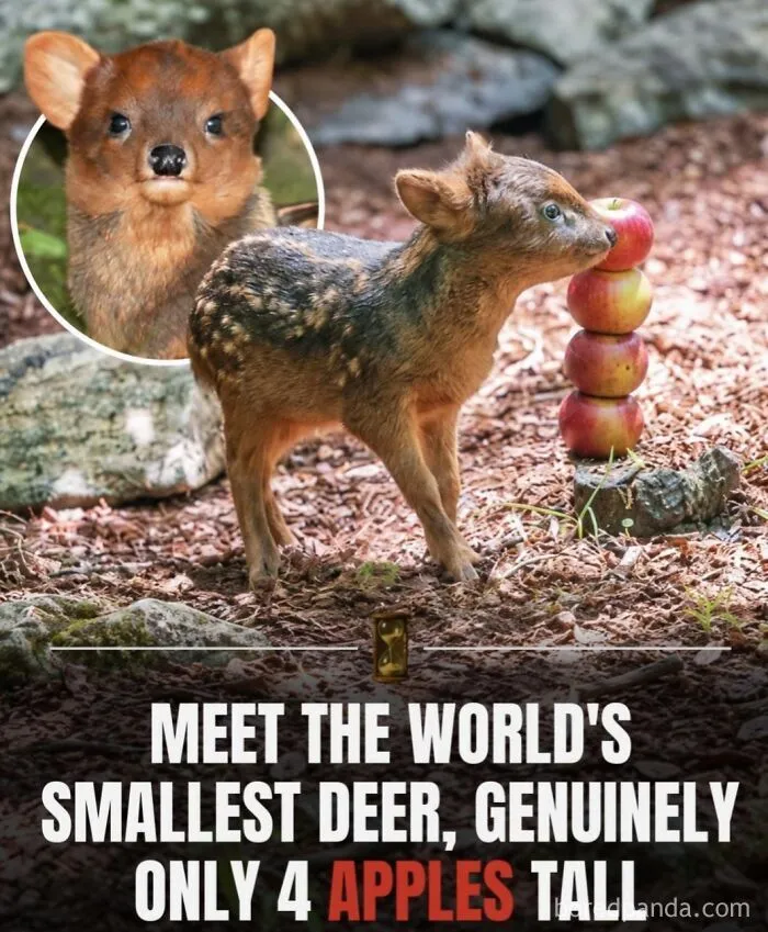 Funny posts image of the world's smallest deer standing next to a stack of four apples for scale.