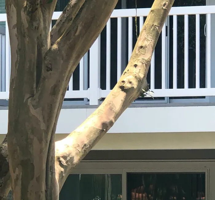 A perfectly confusing photo of a tree branch featuring a small face-like knot near a white balcony railing.