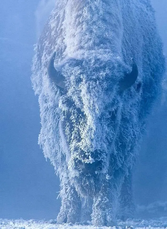 An interesting, cool pic of a massive bison covered in heavy winter frost and snow, standing in a freezing blue landscape.