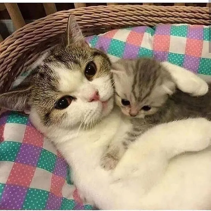 A proud mama cat cuddling her tiny grey kitten in a colorful checkered basket.