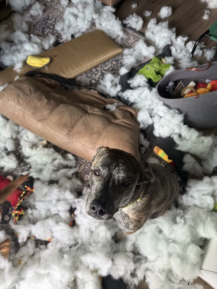 Brindle dog sitting amid stuffing from destroyed cushion