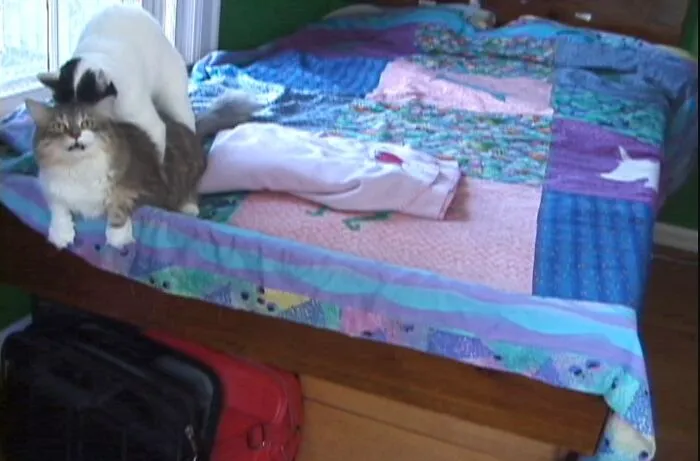 Two cats playing on a bed, showing funny family photos with cats.