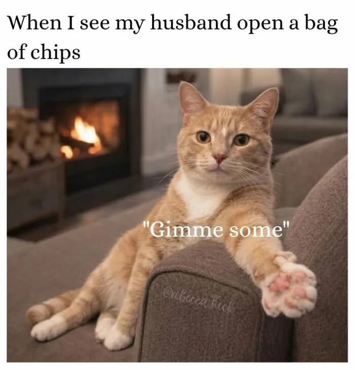 Animal memes feature an orange cat leaning over the armrest of a couch with paw outstretched.