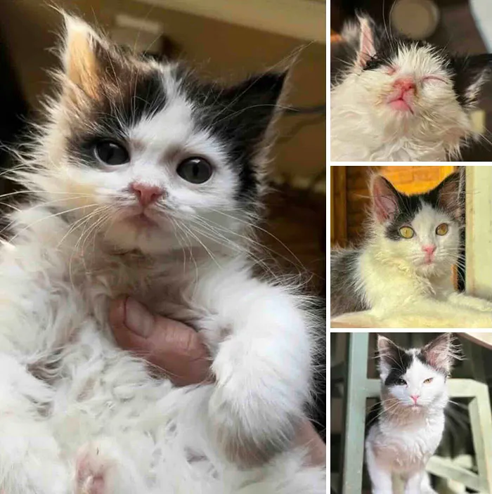 Four-panel transformation grid showing a rescued fluffy black-and-white cat, illustrating inspiring stories of cats.