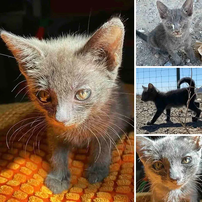 Small grey rescued kitten close up, highlighted in inspiring stories of cats who found love.