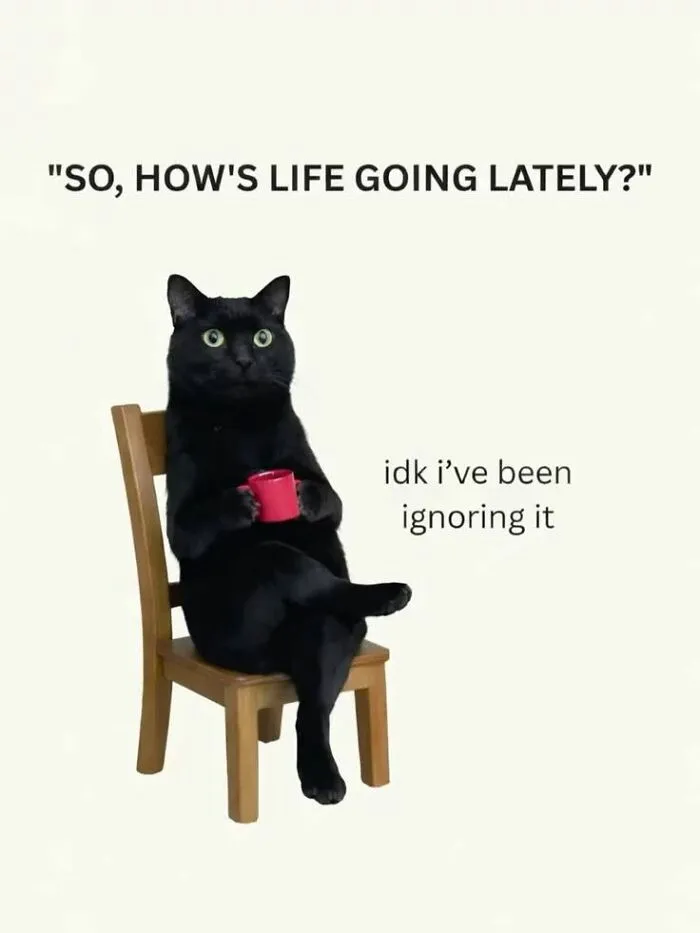 A black cat sitting on a chair holding a mug in a funny post from Love Animal Memes.
