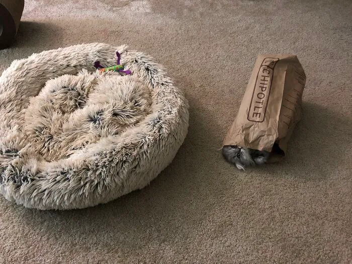 Cute kitten hiding inside a paper bag next to a pet bed.