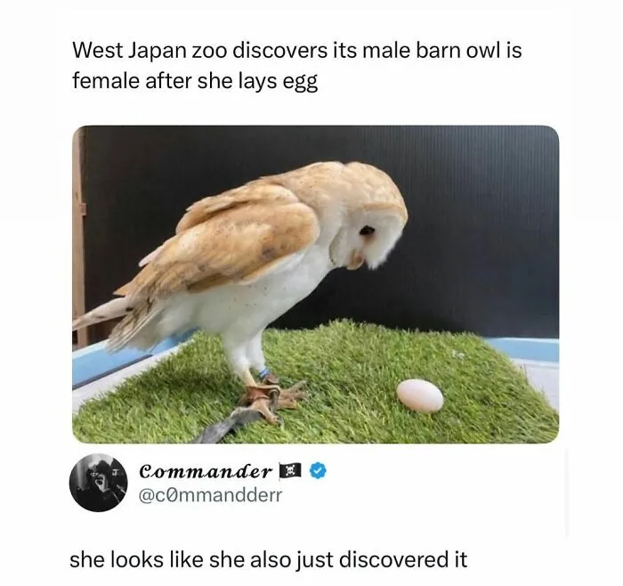 Hilarious animal memes image of a barn owl staring in confusion at its newly laid egg