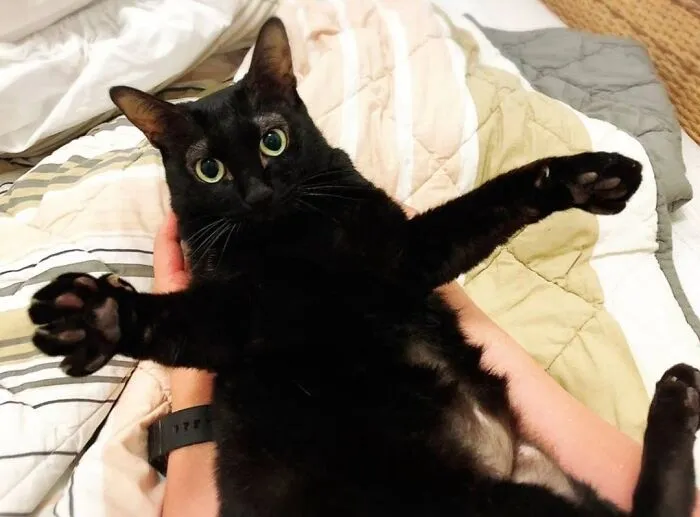 An adorable black cat lying on its back being held like a baby with paws spread open.