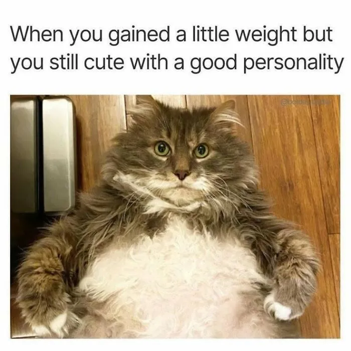 A fluffy chubby cat lying down in one of the hilarious posts shared by Love Animal Memes.