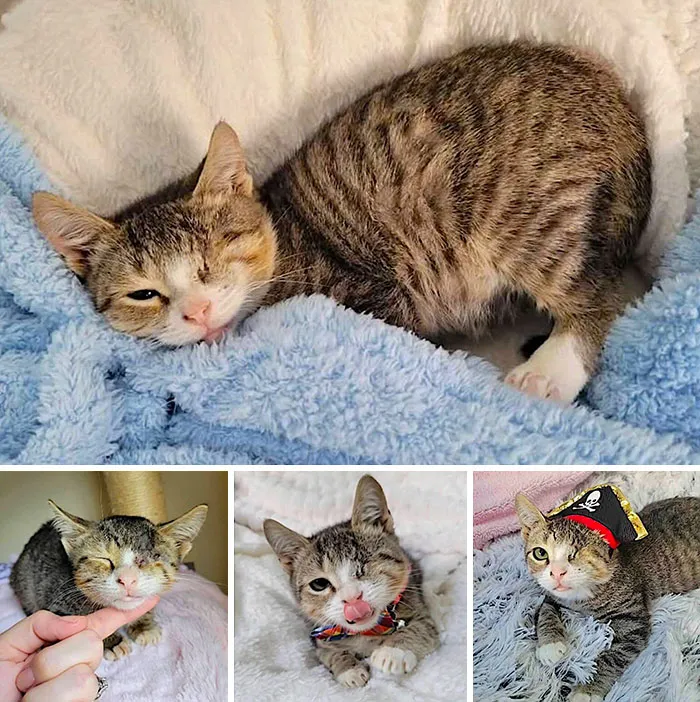 One-eyed tabby kitten lounging on a blanket, part of inspiring stories of cats who found love.