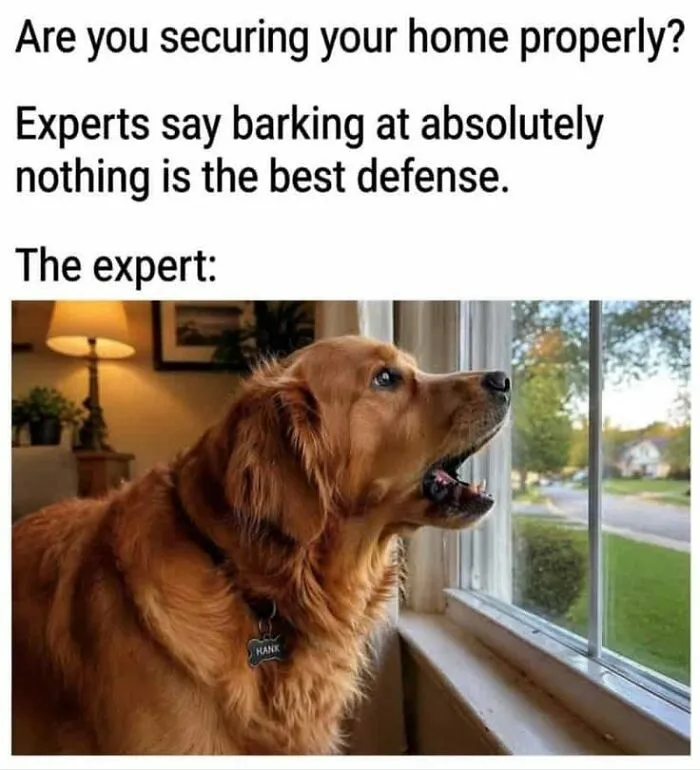 Funny animal memes picture of a golden retriever barking out a window to secure the house