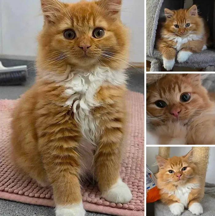 Fluffy fluffy orange kitten sitting on a mat, showcasing inspiring stories of cats who found love.