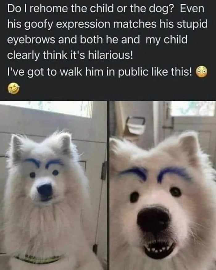 A white fluffy dog with blue drawn-on eyebrows in a funny post from Love Animal Memes.