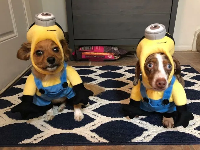 Two small dogs dressed in minion outfits for funny pet Halloween costumes.