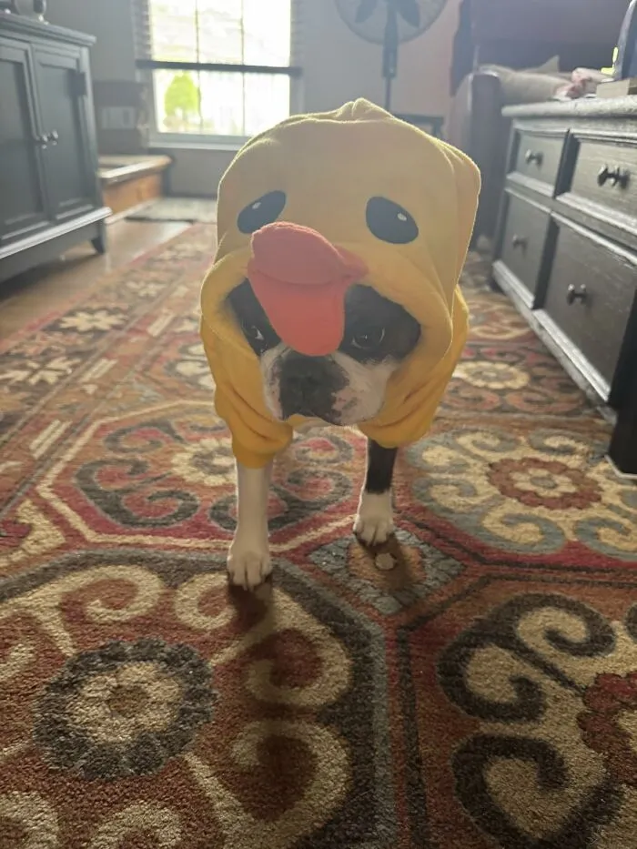 Boston Terrier wearing a hilarious duck pet Halloween costume standing on a rug.